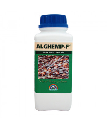 Alghemp Floracion