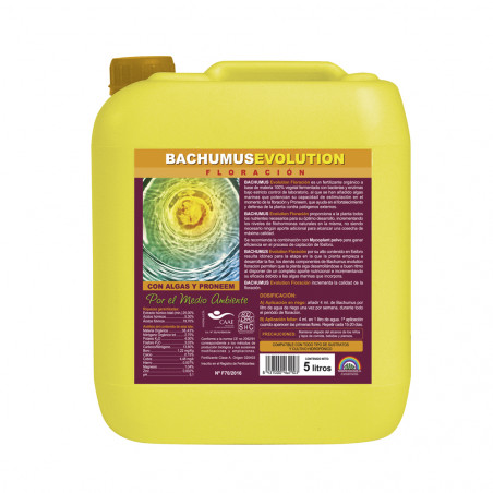 Bachumus Evolution Floracion Bachumus Evolution Floracion