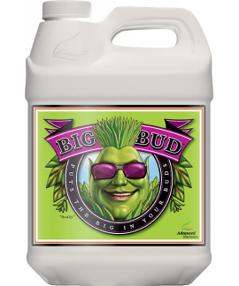 Big Bud